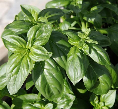 Lessons in Magical Herbalism: Basil | HubPages