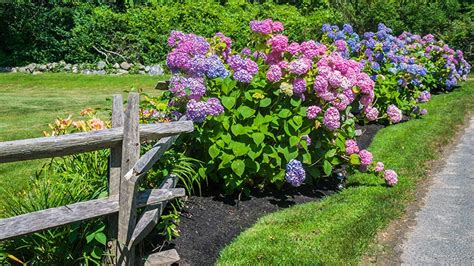 Hydrangea Care: How to Plant, Grow & Care for Hydrangeas