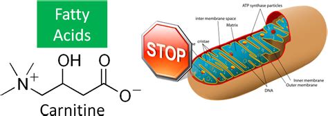 6.32 Fatty Acid Oxidation (Beta-oxidation) | Nutrition Flexbook