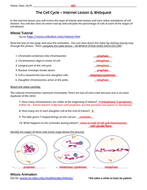 Meiosis Web Lesson Answer Key – Islero Guide Answer for Assignment