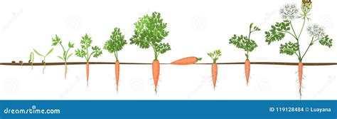 Carrot Growth Stages Vector Illustration | CartoonDealer.com #118469700