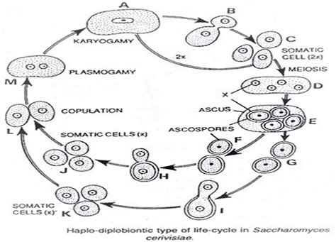 Saccharomyces cerevisiae, probiotic, lifecycle, uses, antibody and ...