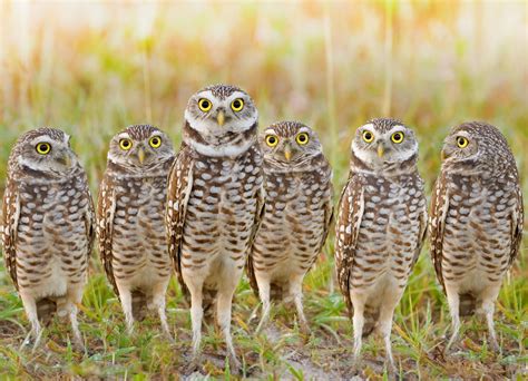 99 Strange Animal Group Names | Owl species, Burrowing owl, Owl