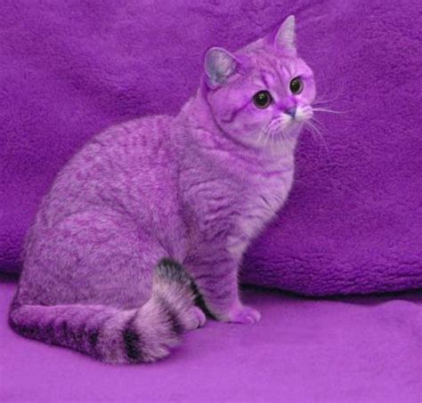 Purple cat with purple background | Purple cat, Cats, Cat pics