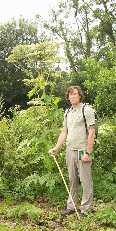 How to identify hogweed and giant hogweed