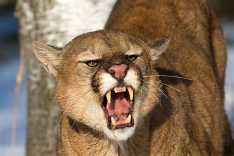 Here are All of North America's Recorded Fatal Mountain Lion Attacks ...