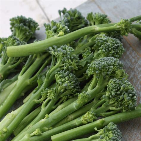 Green Sprouting Calabrese Broccoli Seeds – Farmhouse Seeds