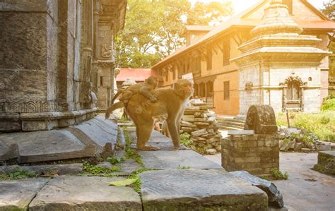 Premium Photo | Monkeys in pashupatinath temple