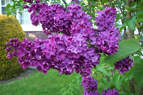 Pin by Patricia Carr on Mom | Lilac flowers, Purple lilac, Flower show