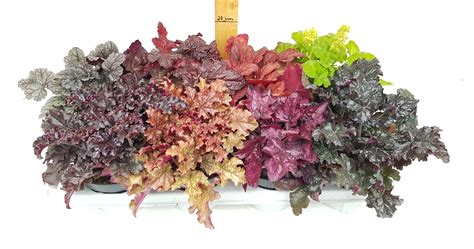 Heuchera MIX — Plant Wholesale FlorAccess