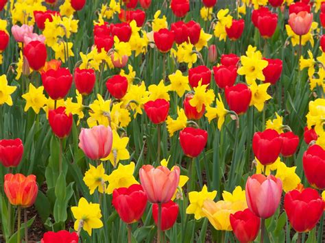 How to Mix Tulips with Daffodils - World of Flowering Plants