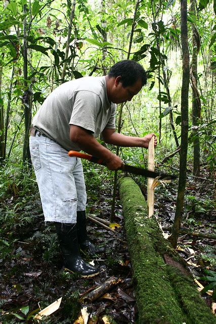 Harvesting Palm Hearts. Yasuni National Park, Equador | Flickr - Photo Sharing!