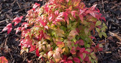 Nandina Domestica Care Guide: How To Grow Heavenly Bamboo