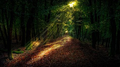 forest, autumn, path, sunlight 4k path, Forest, Autumn | Nature photos, Forest path, Nature ...