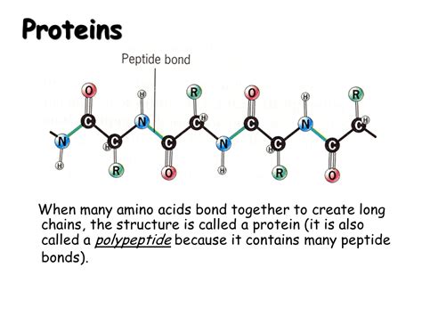 Basic Biochemistry - Carbohydrate, Protein and Fat - Presentation Chemistry