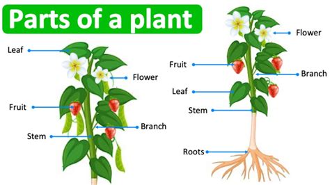 What are Parts of Plants and their Functions? - Your Info Master