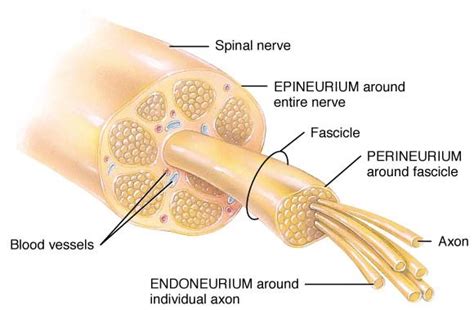 Fascial Layers, Part 2 + Anatomy of a Nerve — Tami Apland, LMT