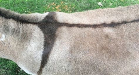 Why Do Donkeys Have a Cross on Their Back?