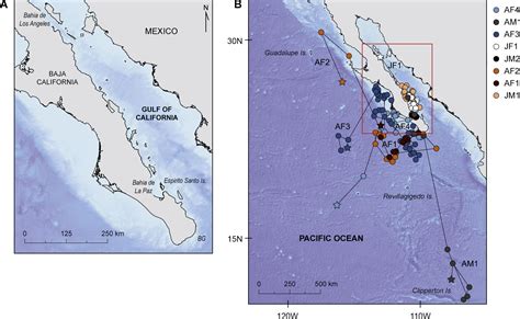 Oceanic adults, coastal juveniles: tracking the habitat use of whale sharks off the Pacific ...