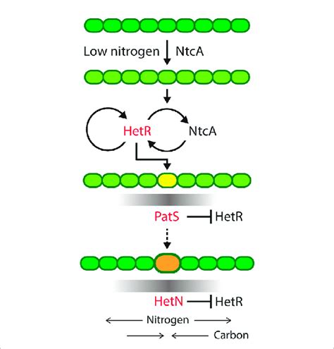 Progress of heterocyst differentiation. The scheme represents the ...