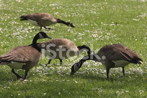 Canada Geese Feeding On A Lawn In Vancouver, Britsh Columbia Stock Photo | Royalty-Free | FreeImages