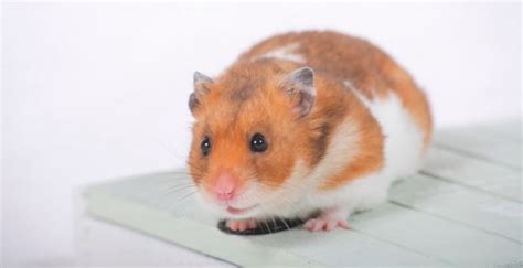 Can Hamsters Eat Cantaloupe? - Kendall Animal Clinic