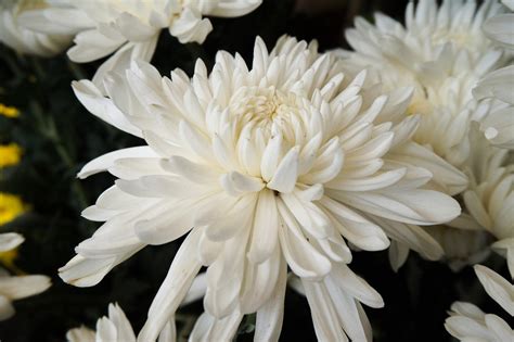 Fleur Chrysanthème Blanche - Photo gratuite sur Pixabay - Pixabay