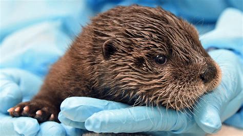 Brookfield Zoo’s 7-Week-Old River Otter Pup Dies | Chicago News | WTTW