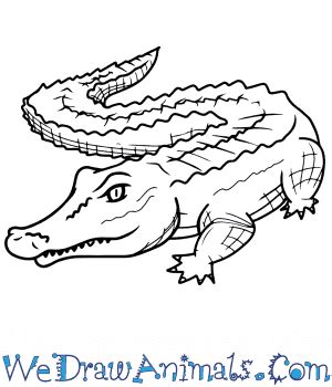 Alligator Drawing