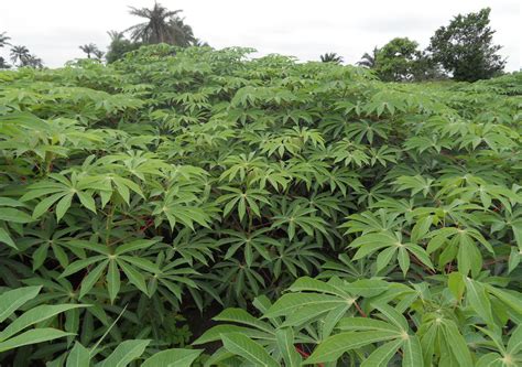 Cassava (manioc) | Diseases and Pests, Description, Uses, Propagation