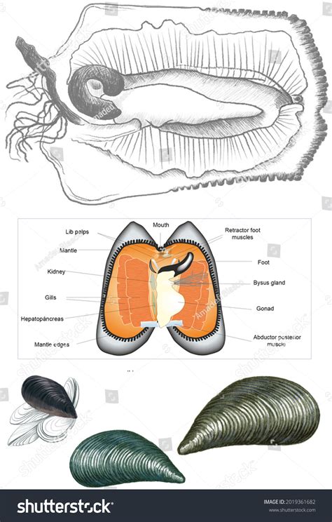 Molluscs Bivalves External Internal Anatomy Some 库存插图 2019361682 | Shutterstock