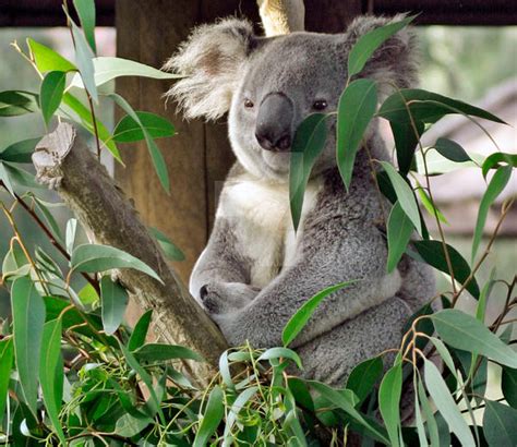 Bright-eyed Koala Bear by westtxphotographer on DeviantArt