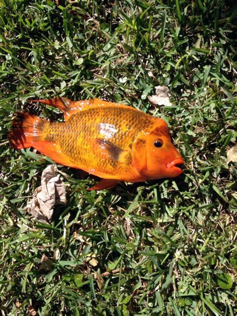 Cichlid, Midas meghanfkelly | www.roughfish.com