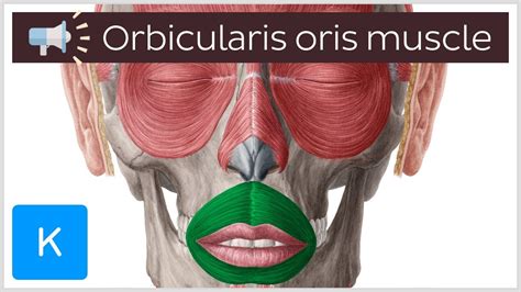 Orbicularis oris muscle | Anatomical Terms Pronunciation by Kenhub ...