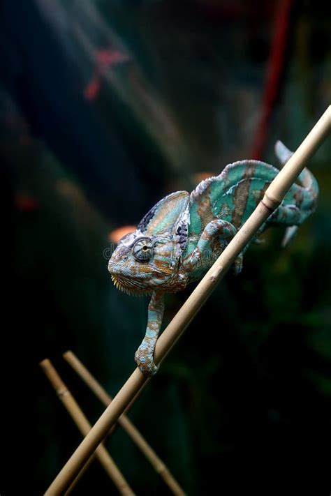 Lizard chameleon stock photo. Image of insectivore, isolated - 12488820