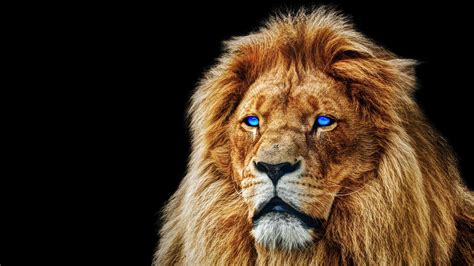 Lion Blue Eyes Wallpapers - Top Free Lion Blue Eyes Backgrounds - WallpaperAccess