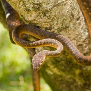 Brown Tree Snake Facts and Pictures | Reptile Fact