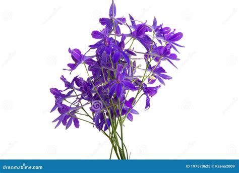 Bouquet of Meadow Flowers Isolated Stock Image - Image of green, blue ...