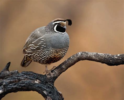 California Quail (Callipepla californica) - The Valley Quail Life History