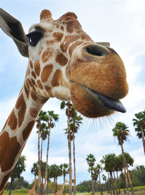 Tampa Zoo Pictures | Download Free Images on Unsplash