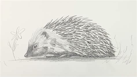 How to draw a hedgehog step by step - YouTube