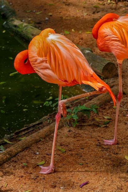 Premium Photo | Flamingo closeup over dark