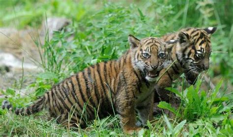 tanjabekspres: Harimau Sumatera Mengalami Dehidrasi Berat