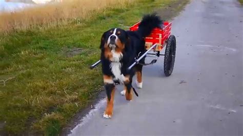 Bernese Mountain Dog "cart pulling" - YouTube