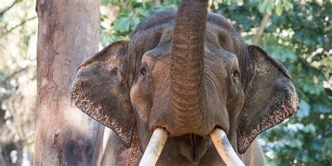 Elephants confirmed for Monarto after fundraising campaign reaches its goal