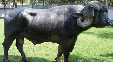 7 Important Breeds of Indian Buffaloes