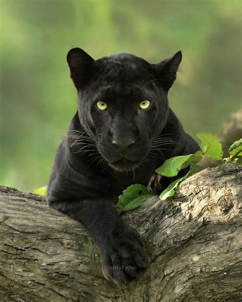 Jungle of Bagheera - Kabini - Red Earth