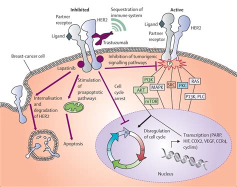 Trastuzumab Mechanism Of Action