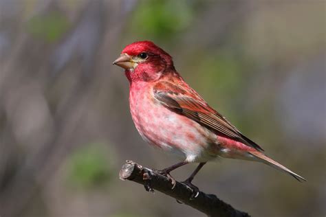 Purple Finch | State Symbols USA