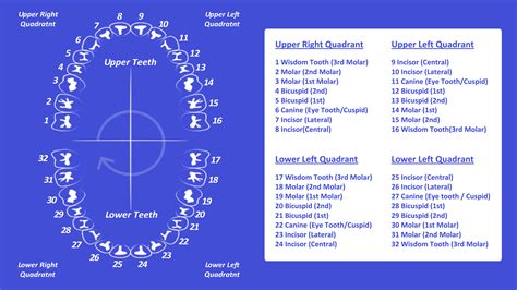 Tooth Number Chart (Printable PDF) — Mashup Math - Universal Numbering System for Teeth